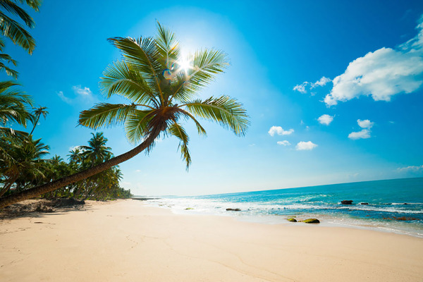 美丽沙滩椰树景色图片