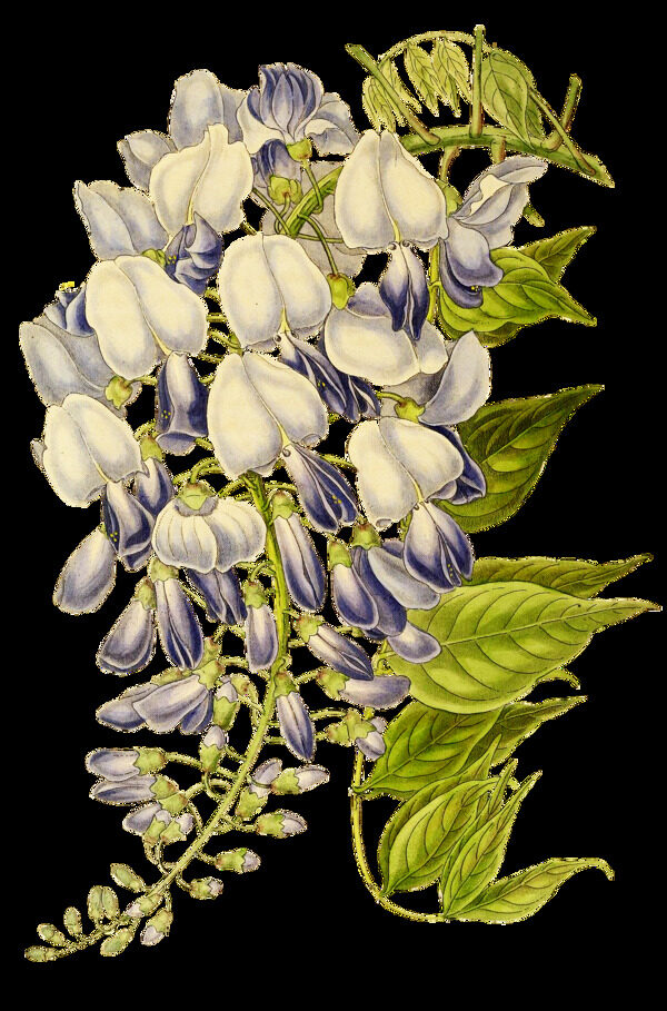 白漬花束卡通透明素材