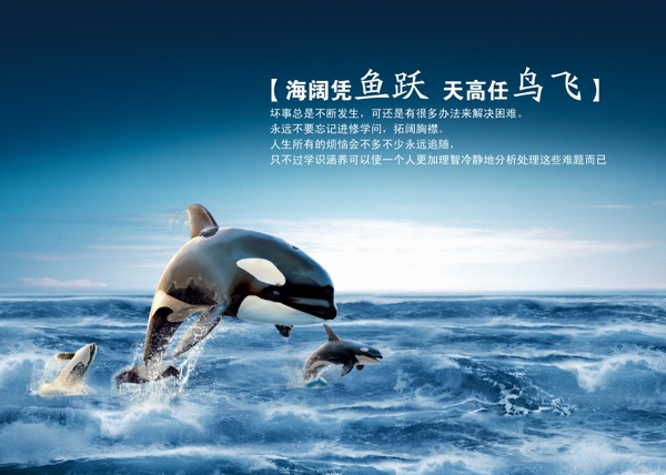 海闊憑魚躍天高圖片