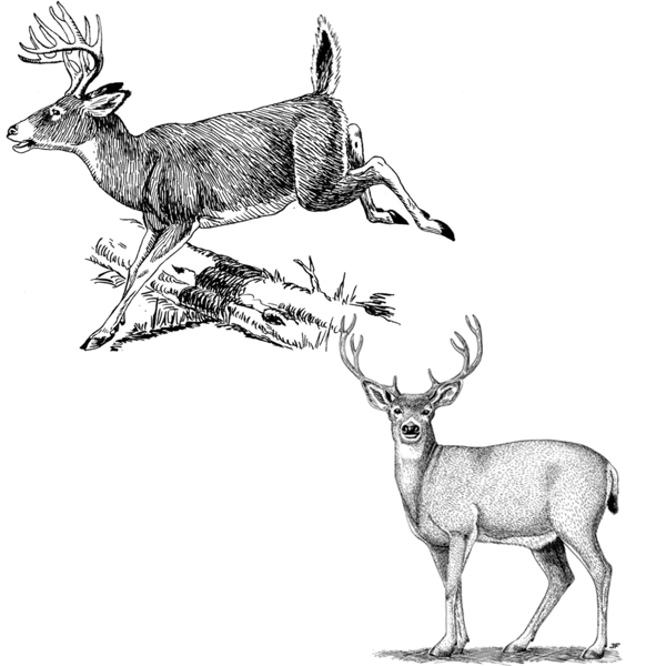 素描绘画两只奔跑及站立警惕的鹿