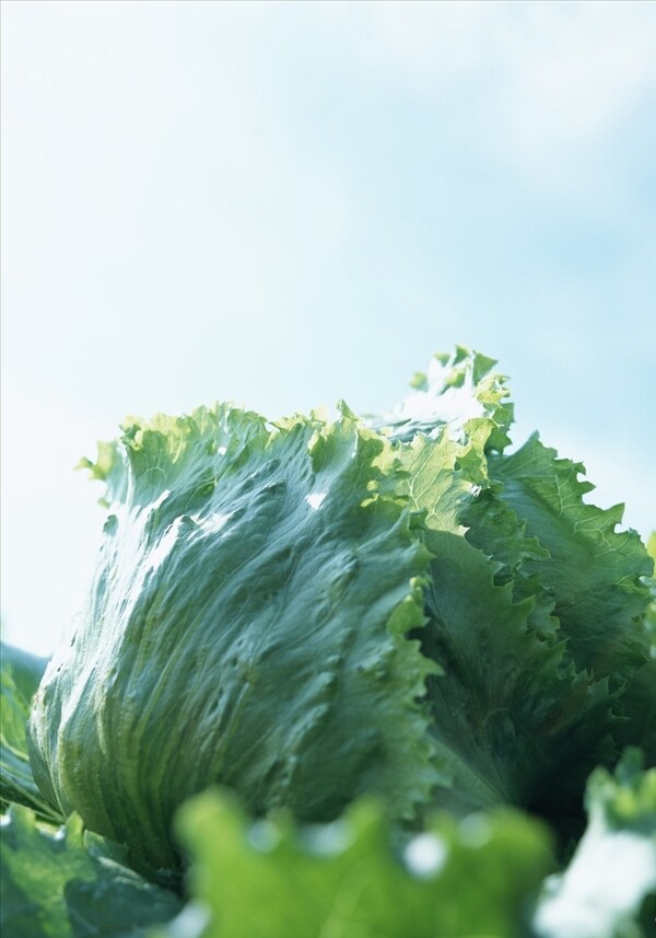 生菜