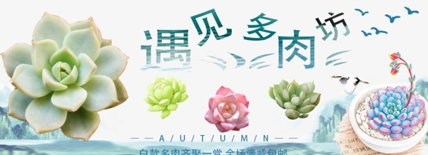 多肉banner