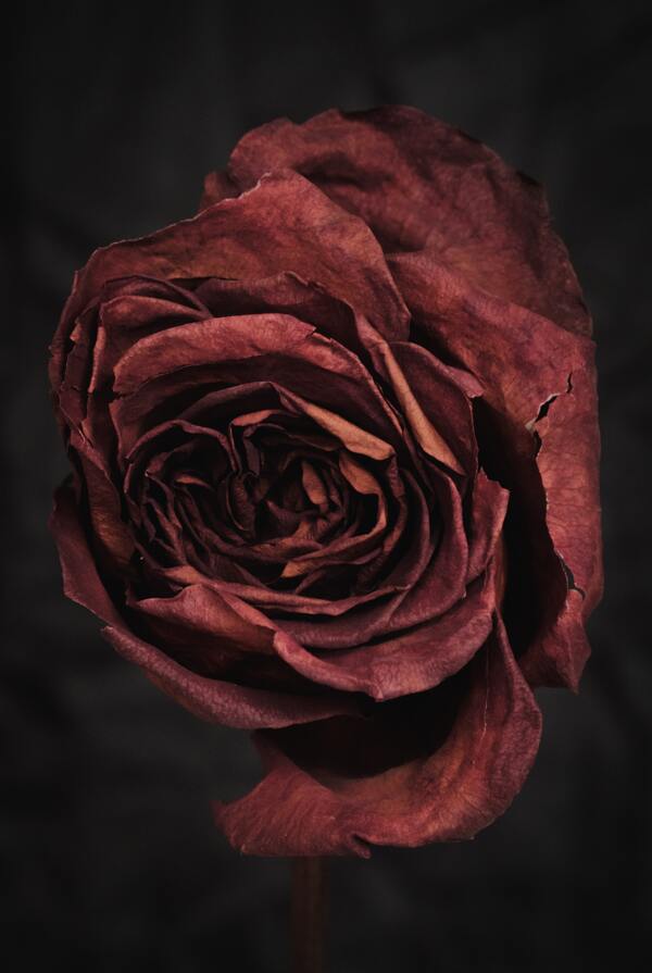 月季玫瑰红玫瑰欧月花朵图片