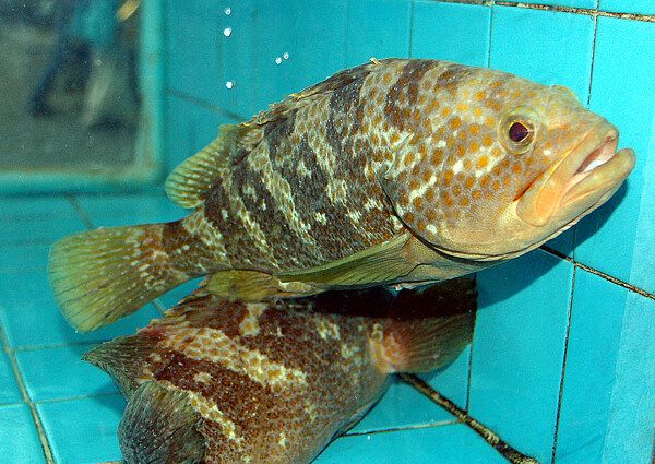 海鲜石斑鱼图片