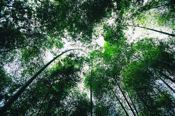 夏季景色