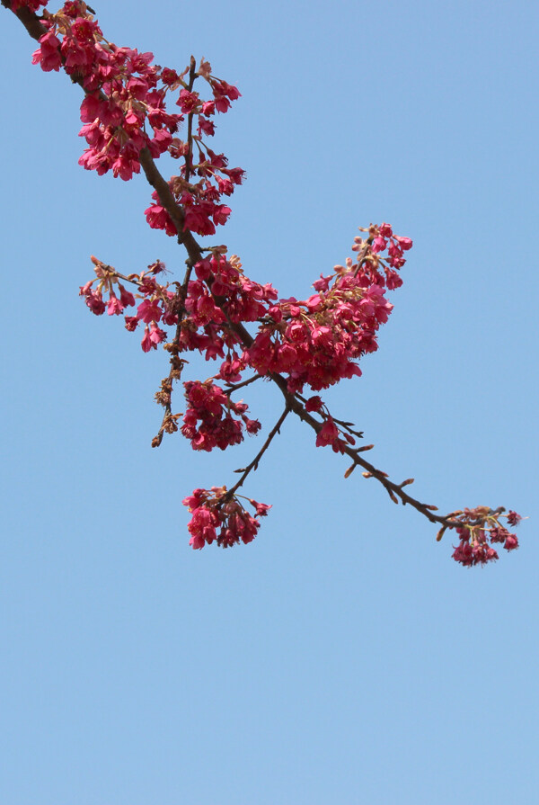 钟花樱桃树