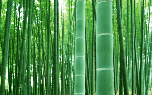 竹子壁纸