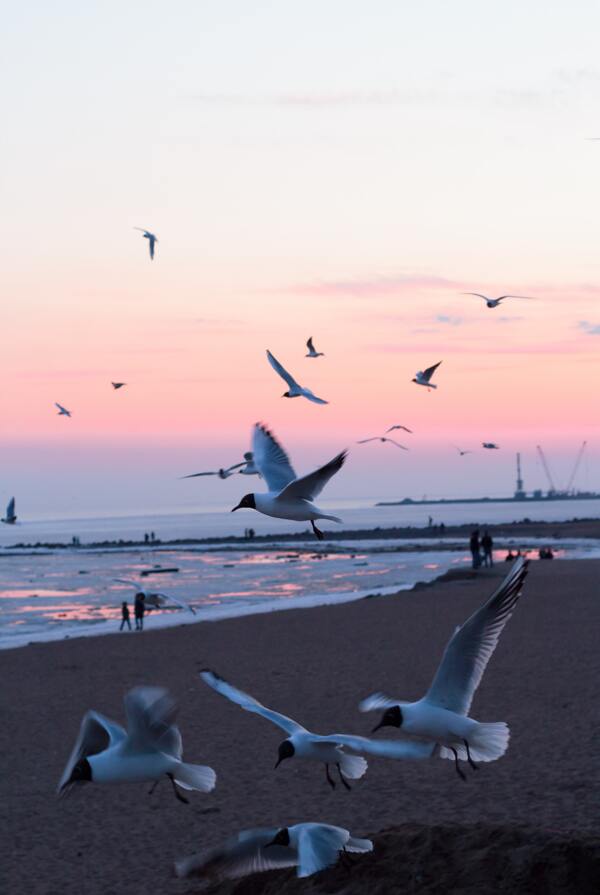 沙滩上海鸥飞翔