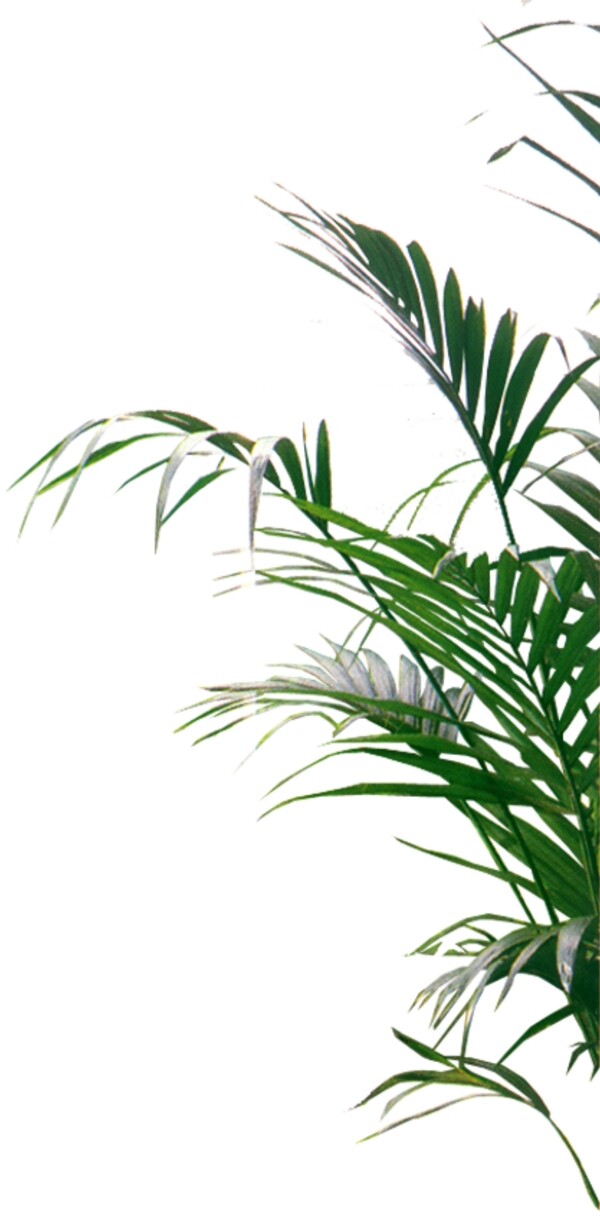 室內(nèi)植物005