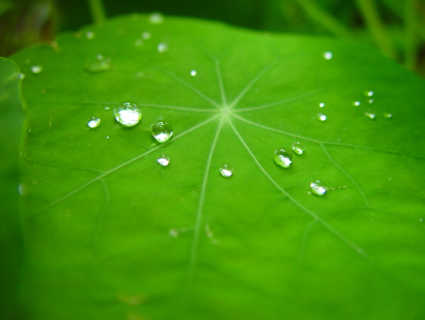 綠葉水珠圖片
