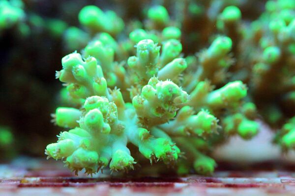 硬珊瑚珊瑚礁大堡礁