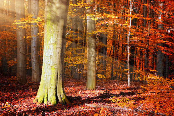阳光与秋天树林风景摄影