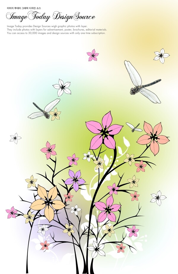 蜻蜓花樹