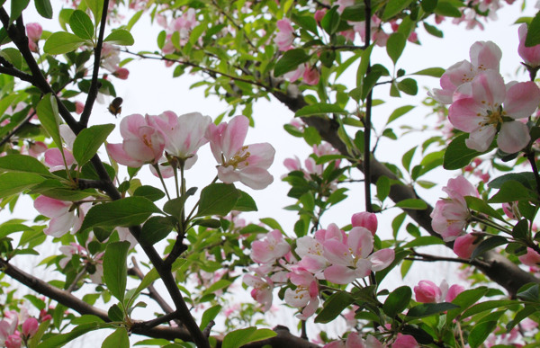 櫻桃花圖片