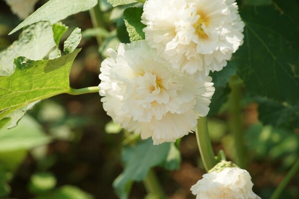 美丽的白色蜀葵花图片