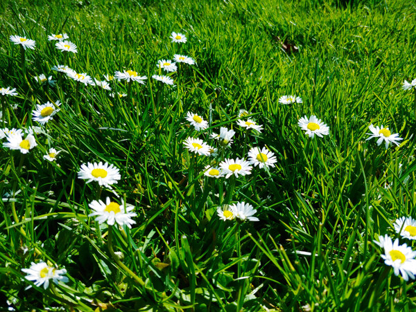 草地上的雏菊