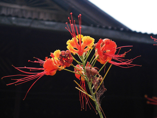 紅花圖片