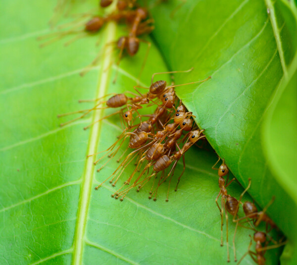 一起推树叶的蚂蚁图片
