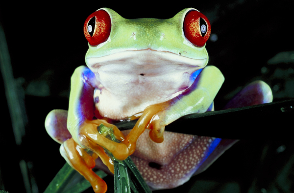 可爱青蛙蛙类动物昆虫人与动物动物世界