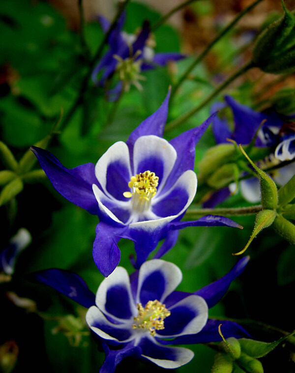 位圖植物攝影寫實(shí)花卉花朵數(shù)碼照片免費(fèi)素材
