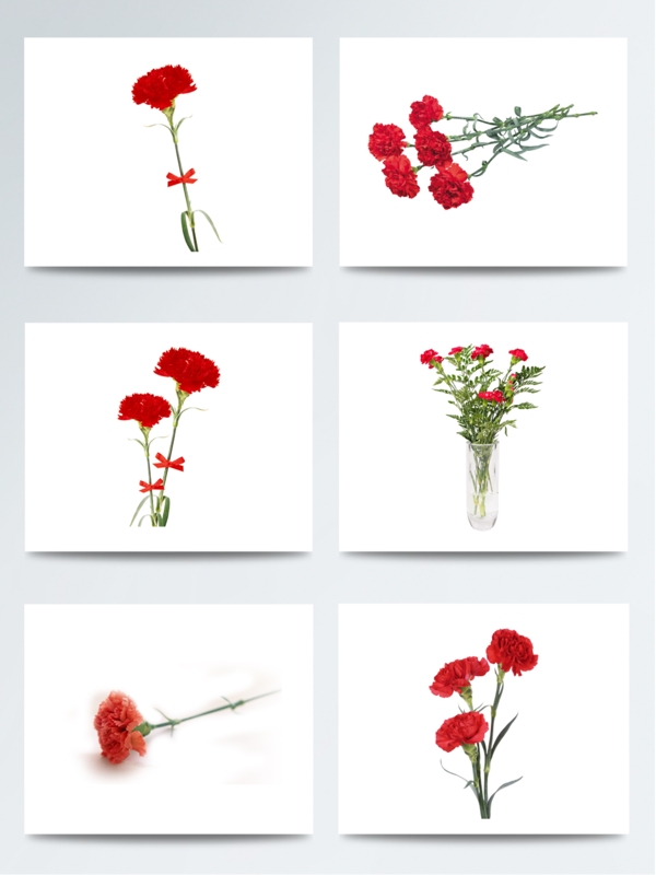红色康乃馨花朵元素图片