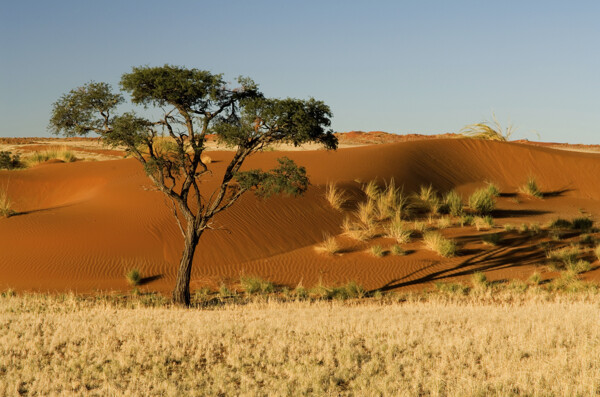 美丽沙漠风光图片