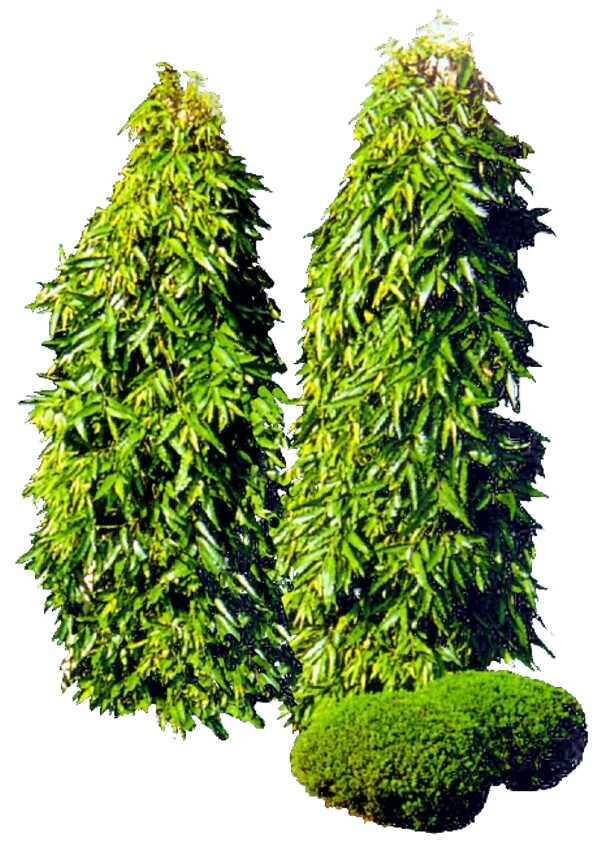 灌木貼圖素材分層PSD103