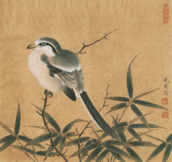 竹鳩古畫