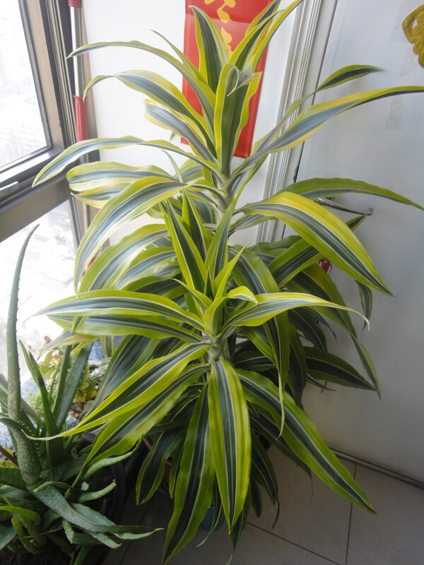 盆栽植物圖片