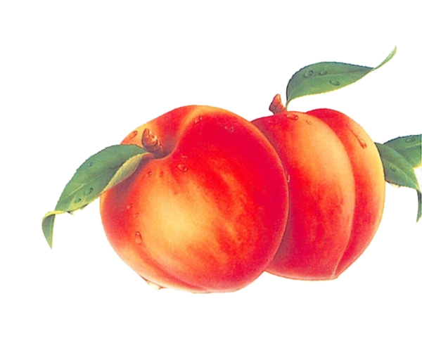 蜜桃素材