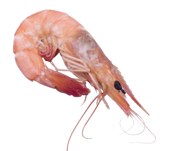 海蝦圖片