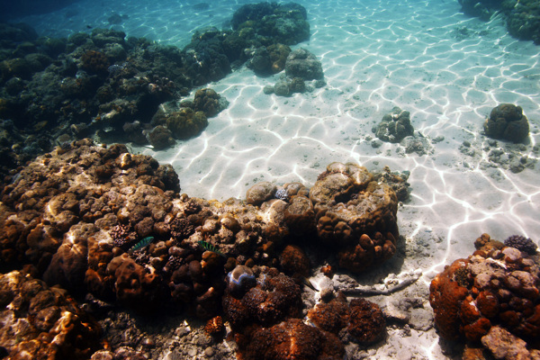 水中的珊瑚图片