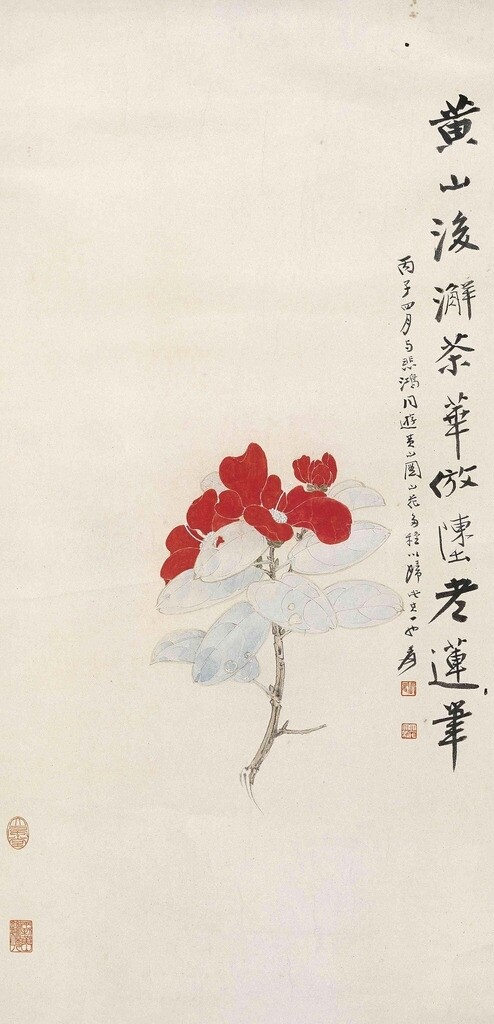 黃山山茶花圖片