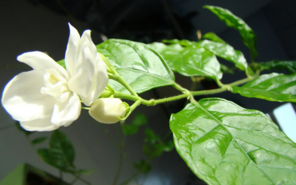 位圖植物花朵寫實(shí)花卉野花免費(fèi)素材