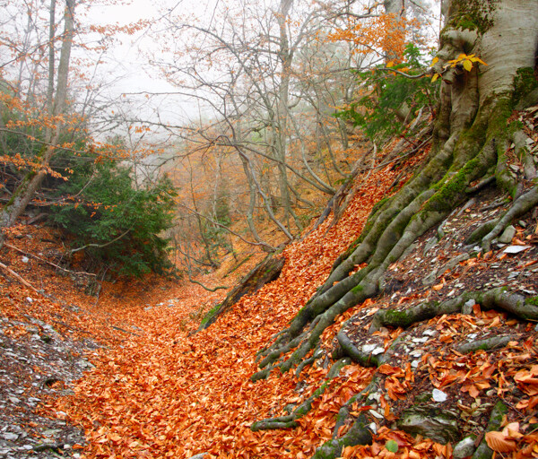 秋天树林里的落叶图片