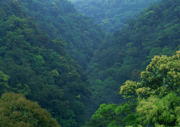 山林