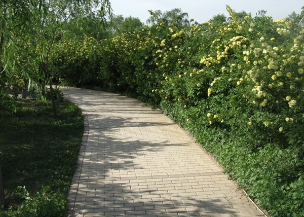 林間小路圖片
