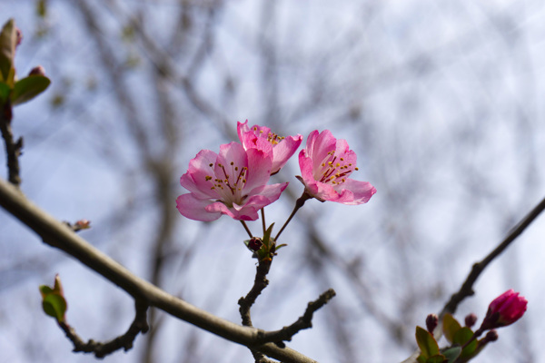 公园粉色海棠花摄影