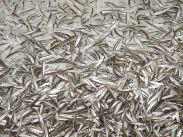 小魚圖片