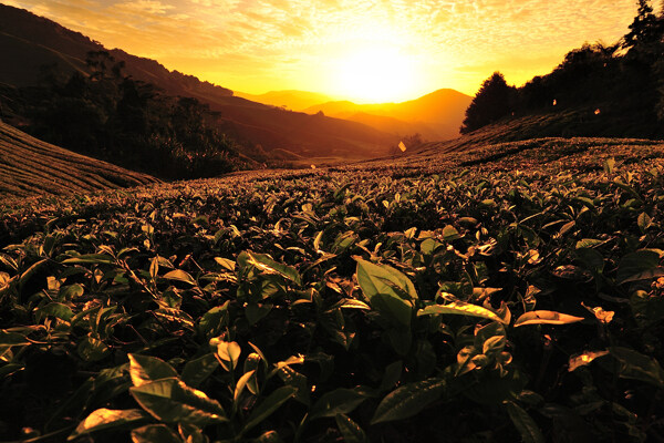 黄昏茶山风景图片