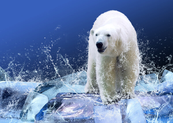 高清北极熊图片