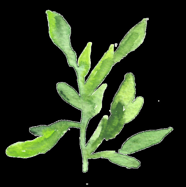 茂盛海葉卡通水彩透明素材