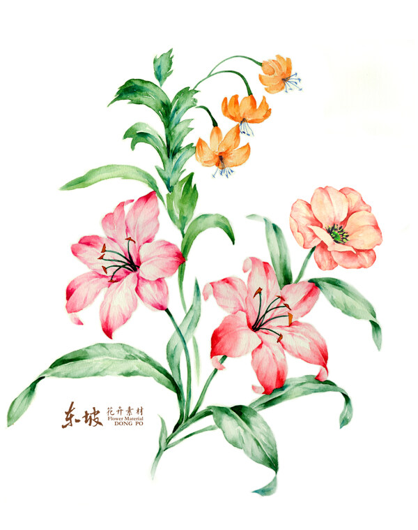 百合手繪
