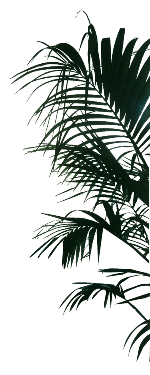 室內(nèi)植物004
