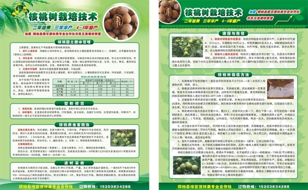 核桃宣傳頁圖片