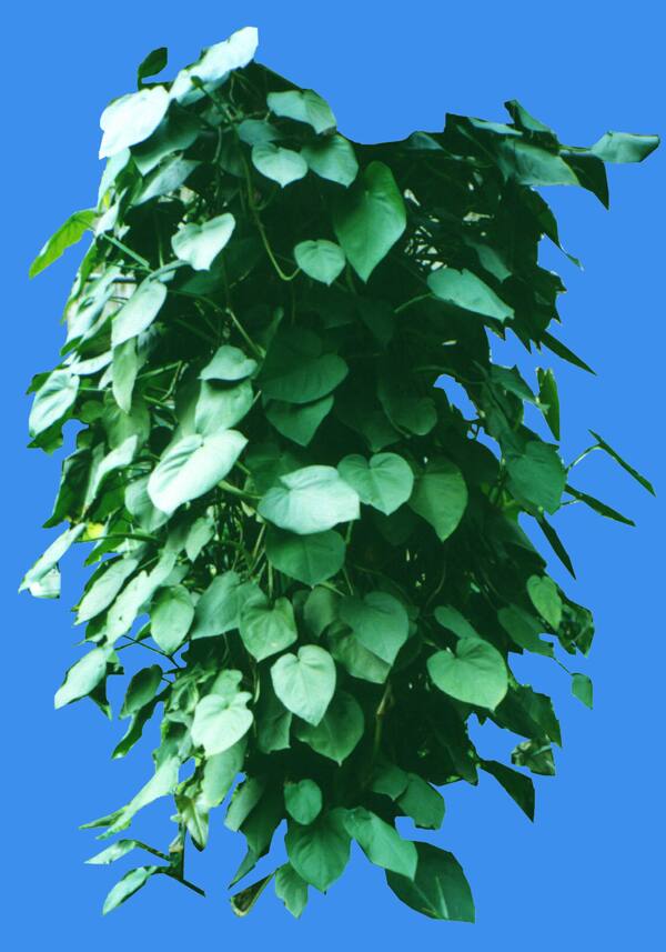 綠蘿滕本類植物素材