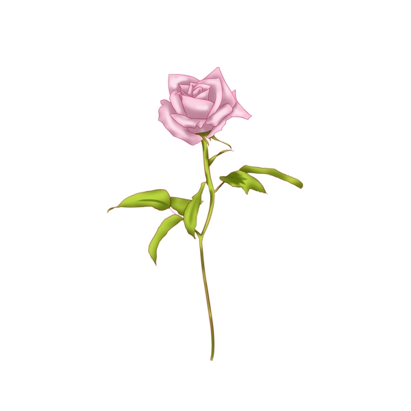 粉色带刺的玫瑰花插画
