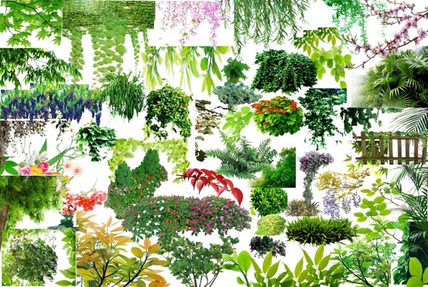 藤条植物图片