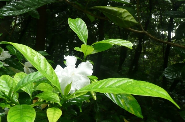 鮮花圖片