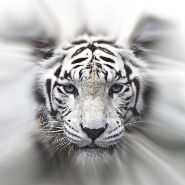 位圖插畫時尚插畫動物插畫藝術效果免費素材